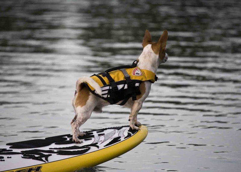 EzyDog DFD Micro Dog Life Jacket for Small Dogs - Adjustable Swimming Safety Vest for Dogs Under 15 Pounds with Reflective Trim & Durable Grab Handle (X-Small, Yellow) - Image 2